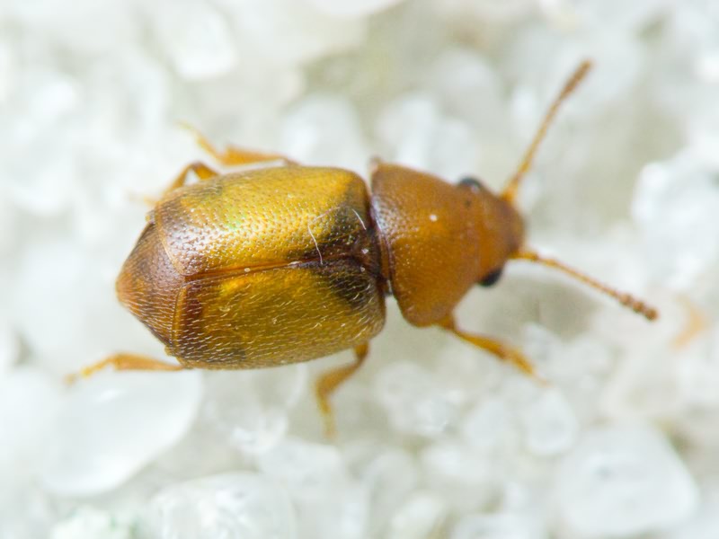 Kateretes pusillus (Thunberg, 1794)